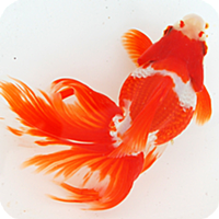 日本金魚図鑑 -Japanese goldfish-