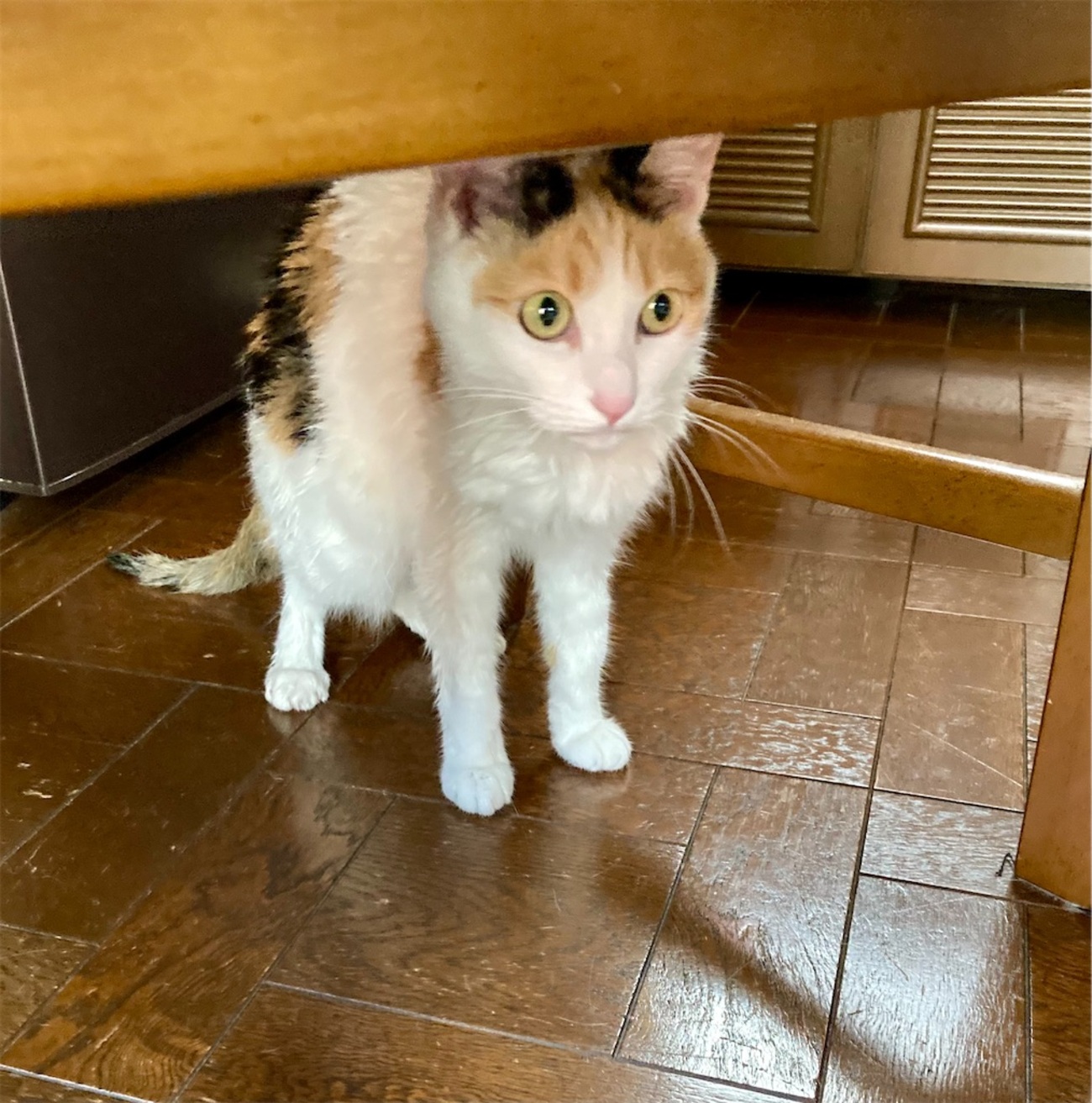 猫抜毛をシャワーで洗い流す - 秋麗・備忘録