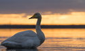 冬の訪れを感じさせるウトナイ湖で朝日と白鳥を撮影してきました