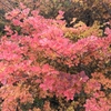 三重県の紅葉スポット『御在所岳』に行ってきた