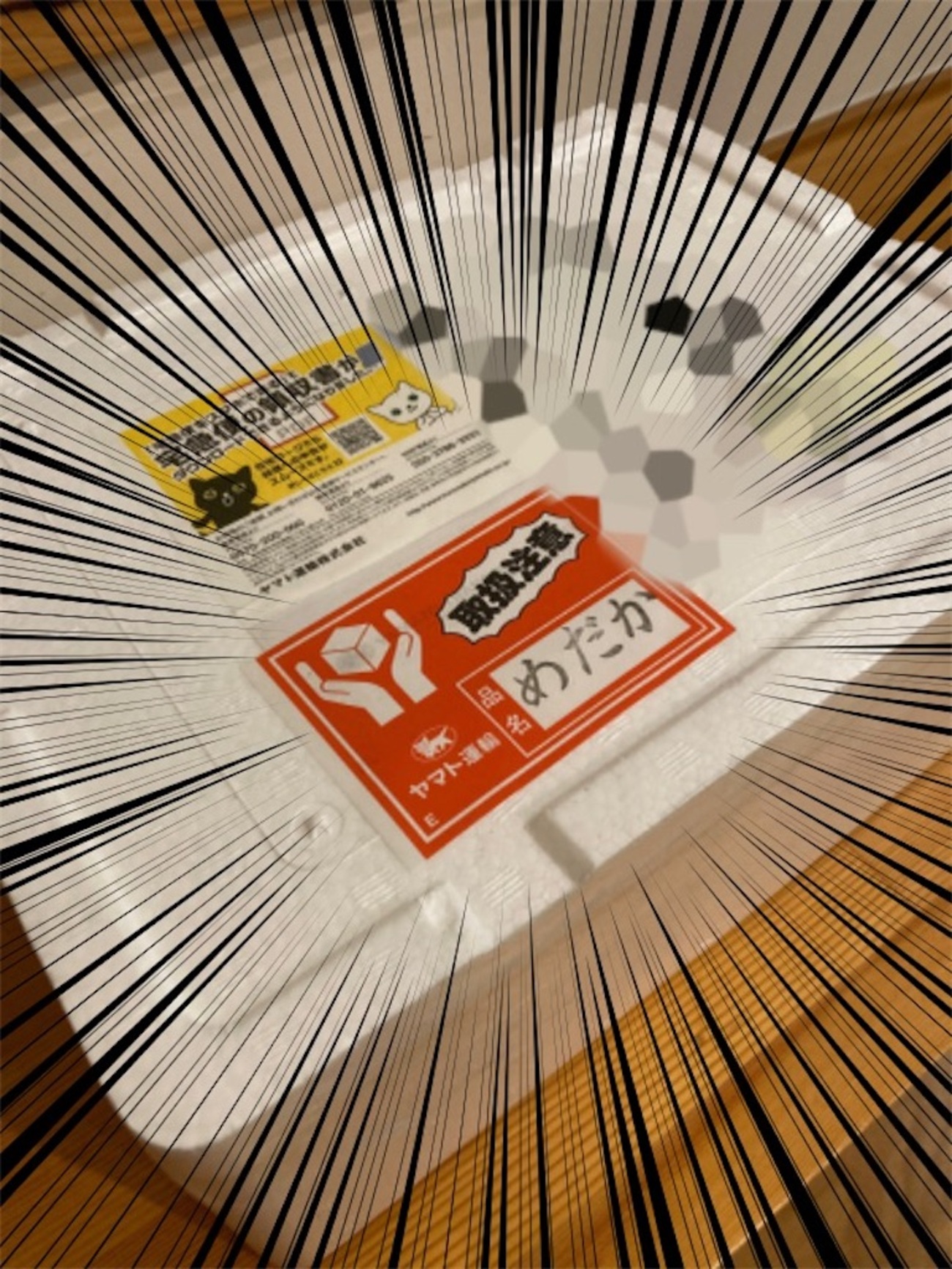 今シーズン1発目のメダカが着弾！めだかの箱庭さんからメダカ達