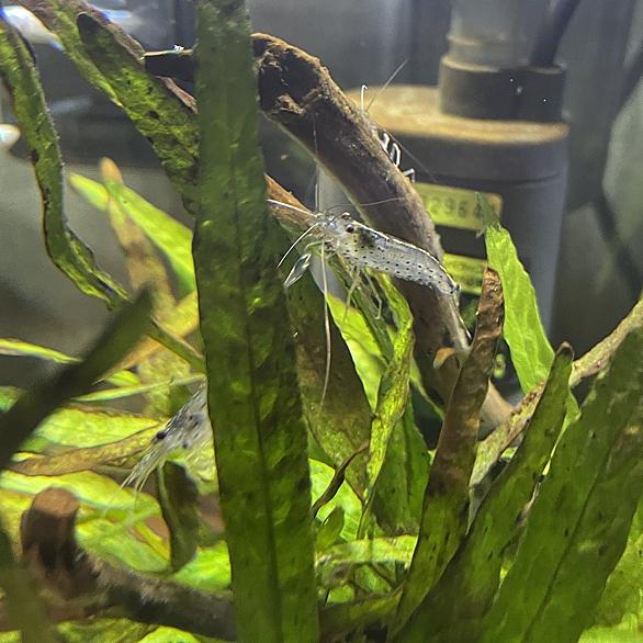 ヤマトヌマエビとは 動植物の人気 最新記事を集めました はてな ヤマトヌマエビとは 動植物の人気 最新記事を集めました はてな