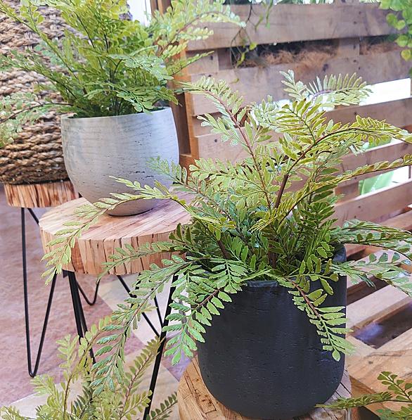 アジアンタムとは 動植物の人気 最新記事を集めました はてな アジアンタムとは 動植物の人気 最新記事を集めました はてな