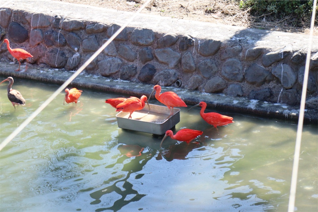 【保存版】生き物図鑑354. ショウジョウトキ！！ - おやじ情報