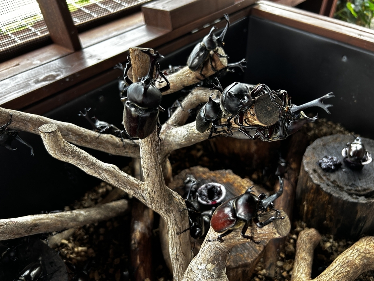 カブトムシ 大量発生 - 安曇野の丘村山ブルーベリー園 カブトムシ捕り
