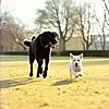 黒犬ココと白犬ミルクの物語