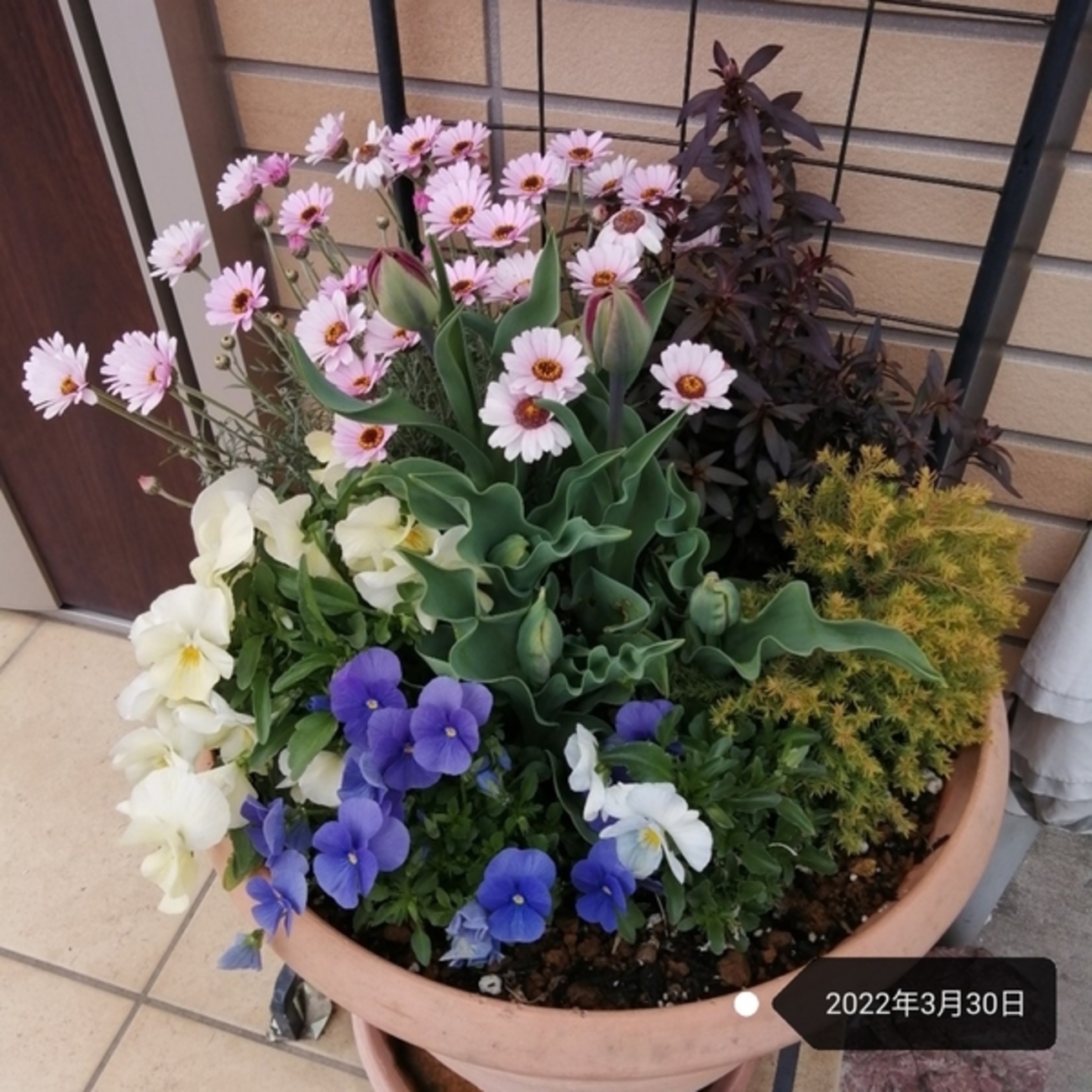 チューリップ寄せ植え特集｜ valor-navi バローナビ 65☆沢山