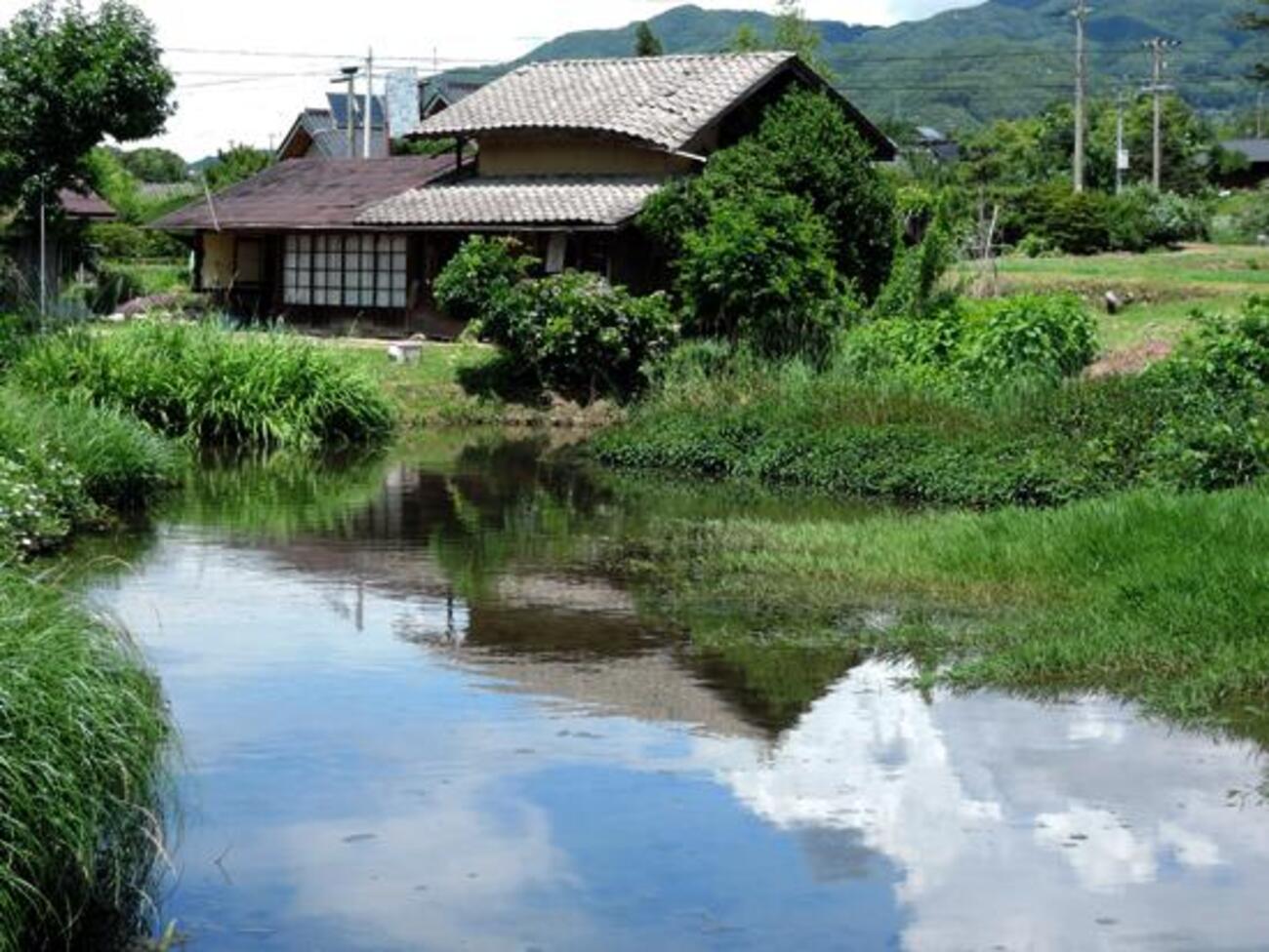 堤端にあるドイツトウヒの森・後編 - Cosmos Factory