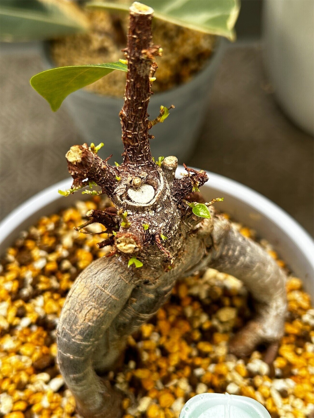 観葉植物】丸坊主にしたガジュマルから新芽が出た - Archetype++