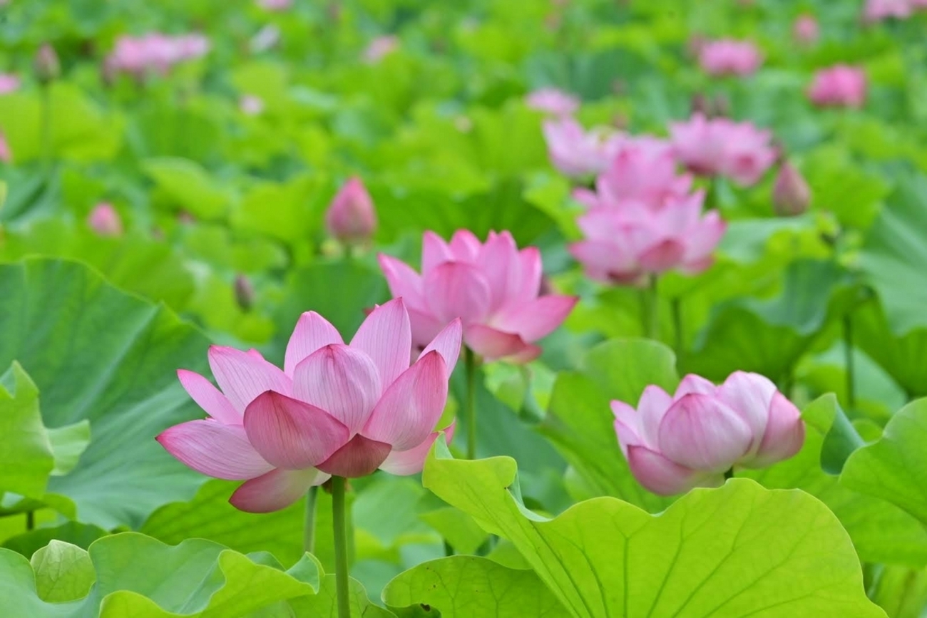 🎐上野 不忍池 蓮の花が見頃になりつつあります😊 - photo & hobby