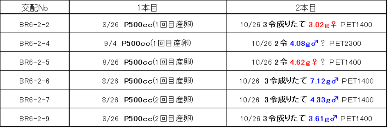 2024/11/02 ババオウゴンオニクワガタ2本目へ入れ替え - 極太オオクワ 