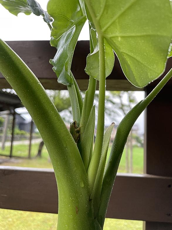 クワズイモ科 シンゴニウム 土無し 小ぶり 観葉植物 値下げ 観葉植物 クワズイモ科 シンゴニウム 土無し 小ぶり 観葉植物 値下げ 観葉植物