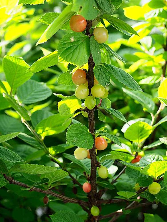 ユスラウメとは 動植物の人気 最新記事を集めました はてな