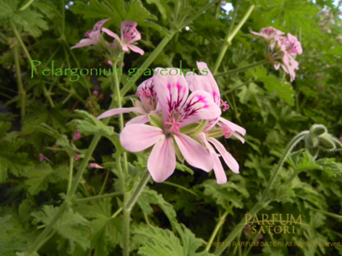 ローズ・ゼラニウム Geranium - パルファン サトリの香り紀行
