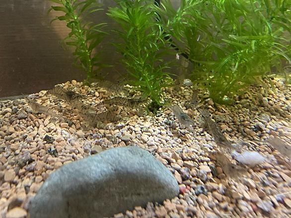 スジエビとは 動植物の人気 最新記事を集めました はてな スジエビとは 動植物の人気 最新記事を集めました はてな