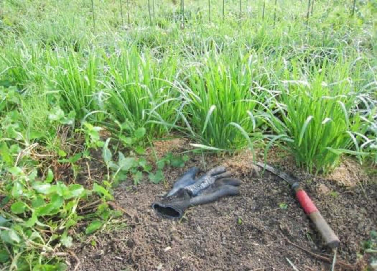 ニラの株分けは、スコップで！ - ”菜園 穏風(のどか)” 自然農で野菜