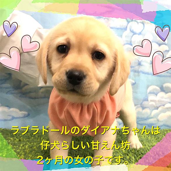 ネバーエンディングストーリー ファルコン 犬 ネバーエンディングストーリー ファルコン 犬