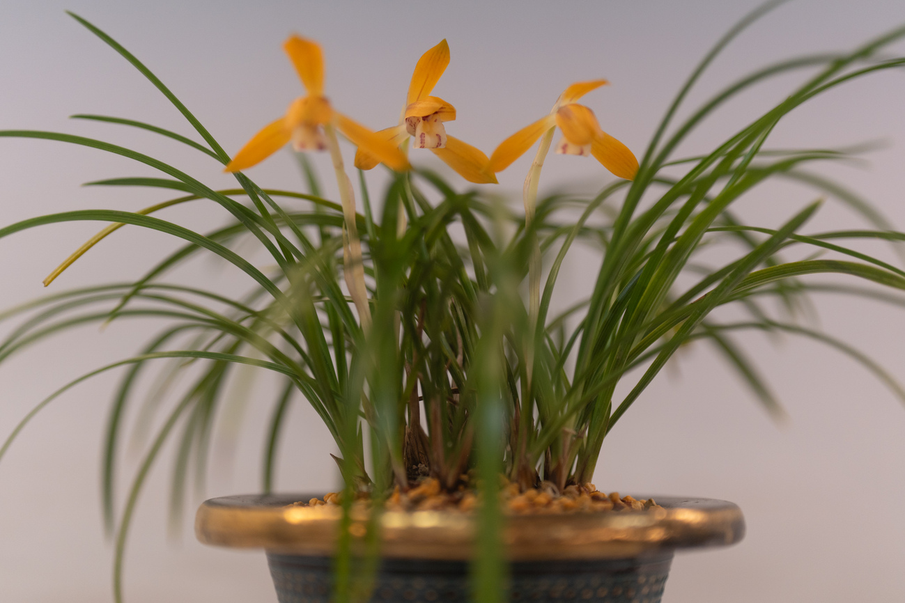 backend=imagemagick;version=1;