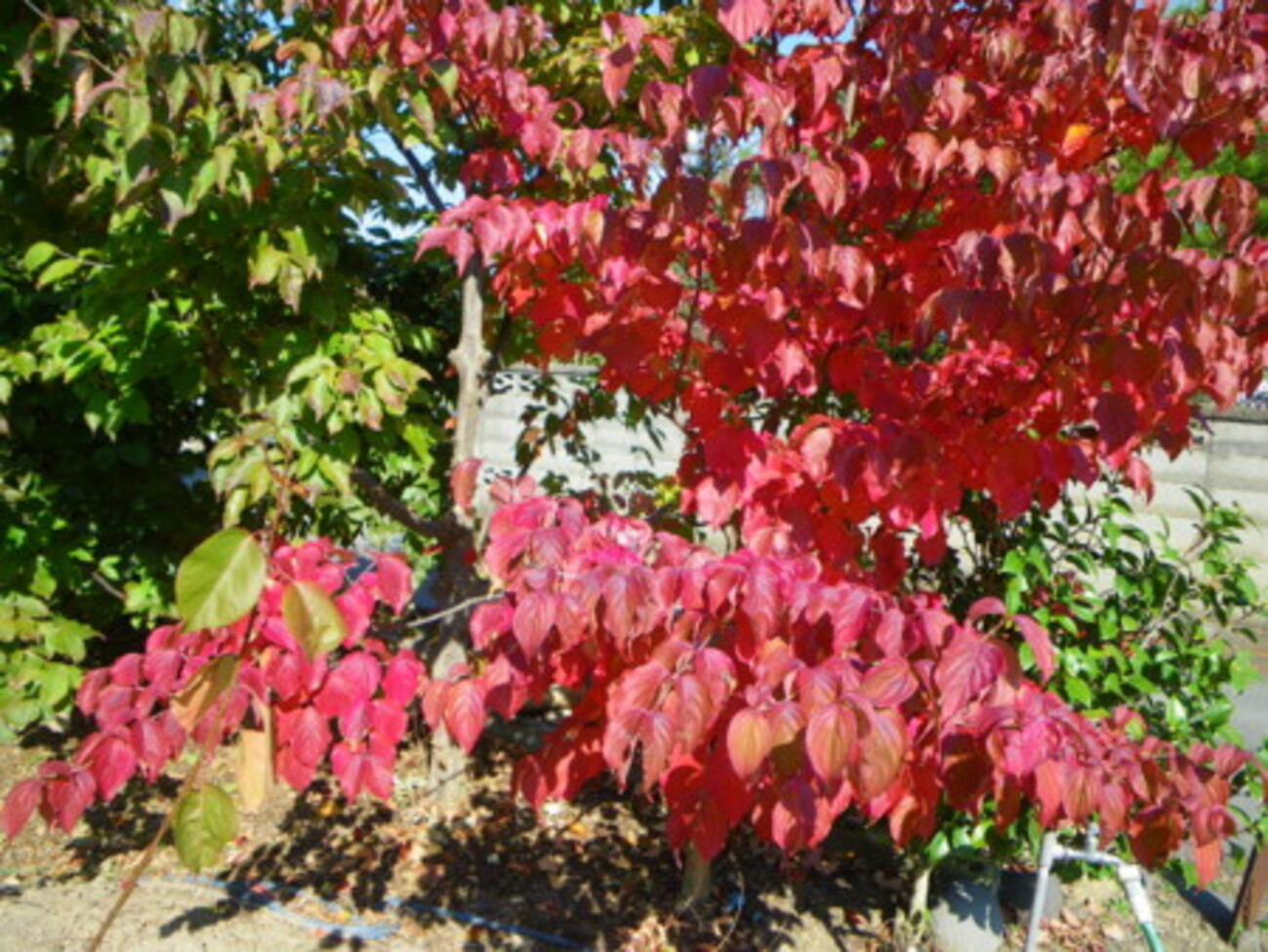 backend=imagemagick;version=1;