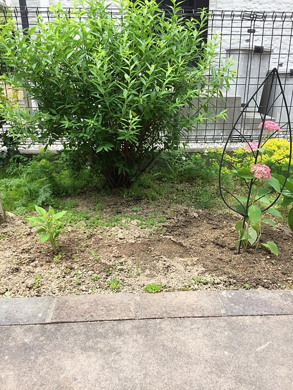 エルダーフラワーとは 動植物の人気 最新記事を集めました はてな エルダーフラワーとは 動植物の人気 最新記事を集めました はてな