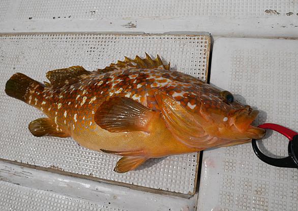 アコウとは 動植物の人気 最新記事を集めました はてな