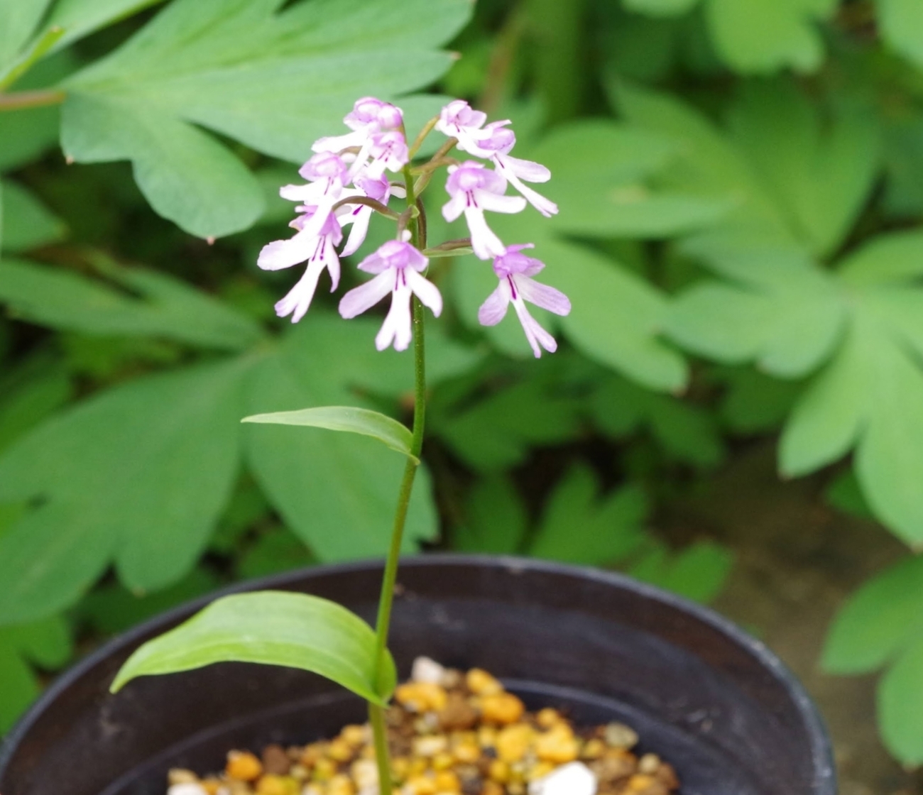 エノモトチドリ ※価格応談