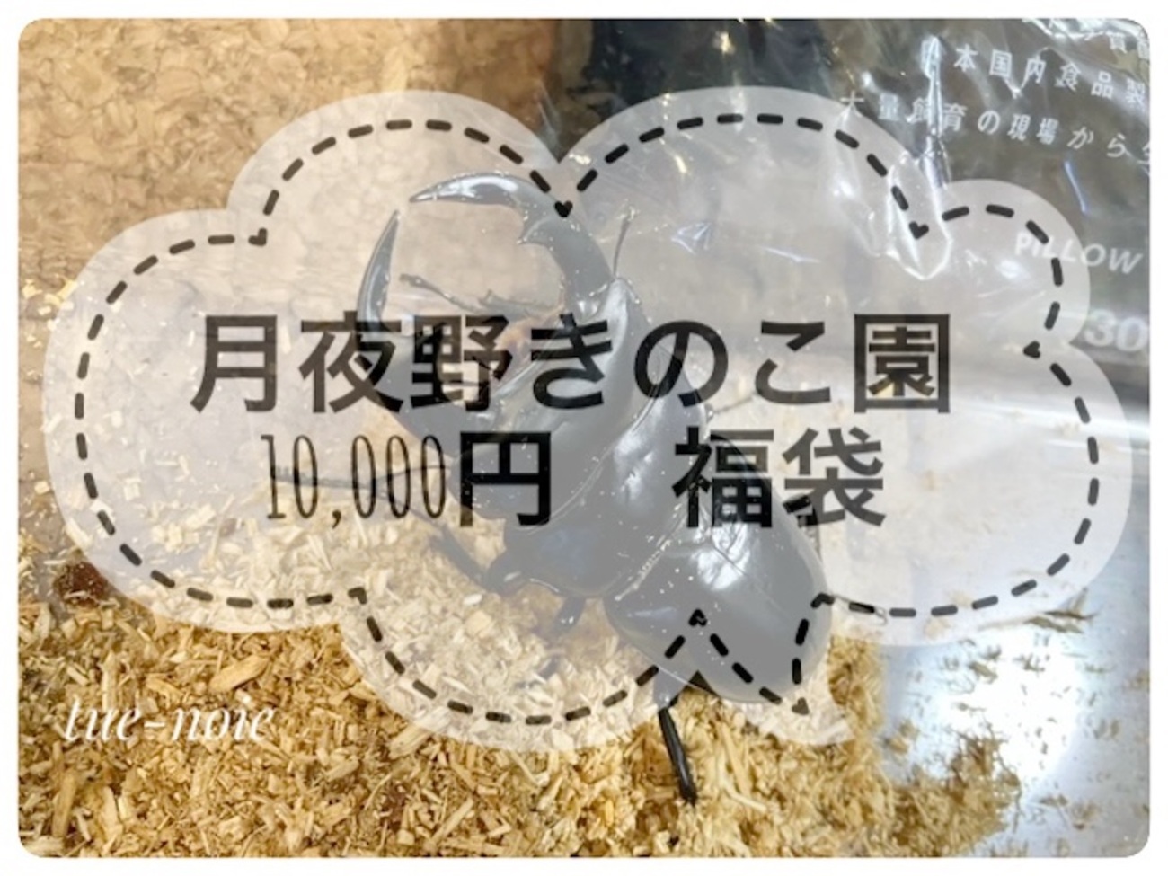 クワガタ福袋2026 : 九十九里クワガタファーム クワカブ福袋2ペア