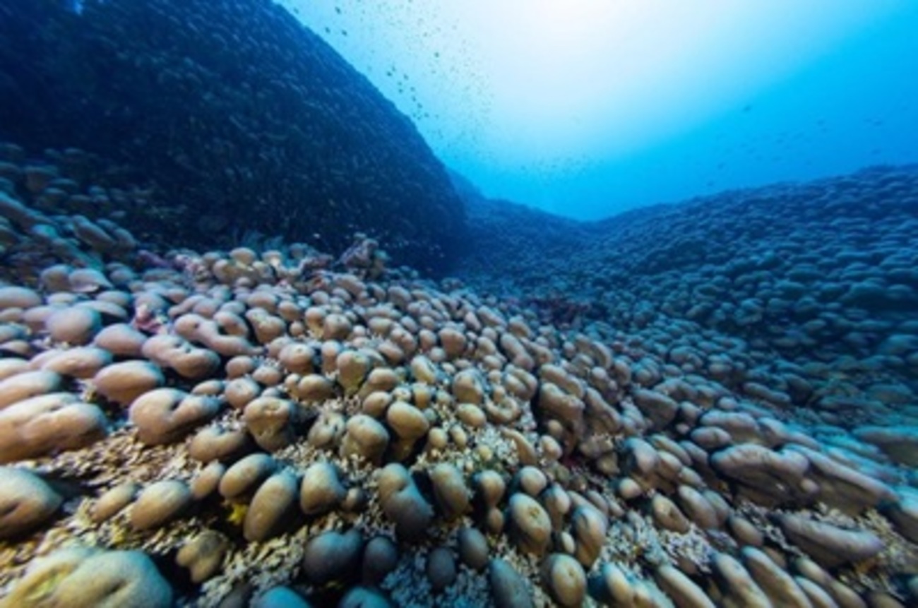 世界最大のサンゴ発見！ - 大方洋二の魚って不思議！