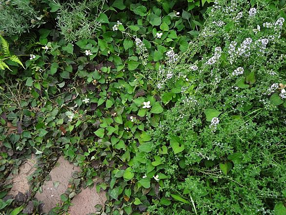 ドクダミとは 動植物の人気 最新記事を集めました はてな ドクダミとは 動植物の人気 最新記事を集めました はてな