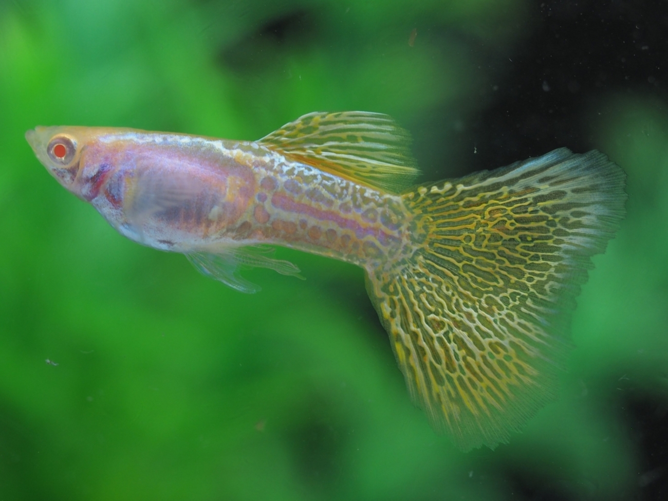 グッピページ 我が家の最新グッピーを紹介します!その① - グッピーjournal