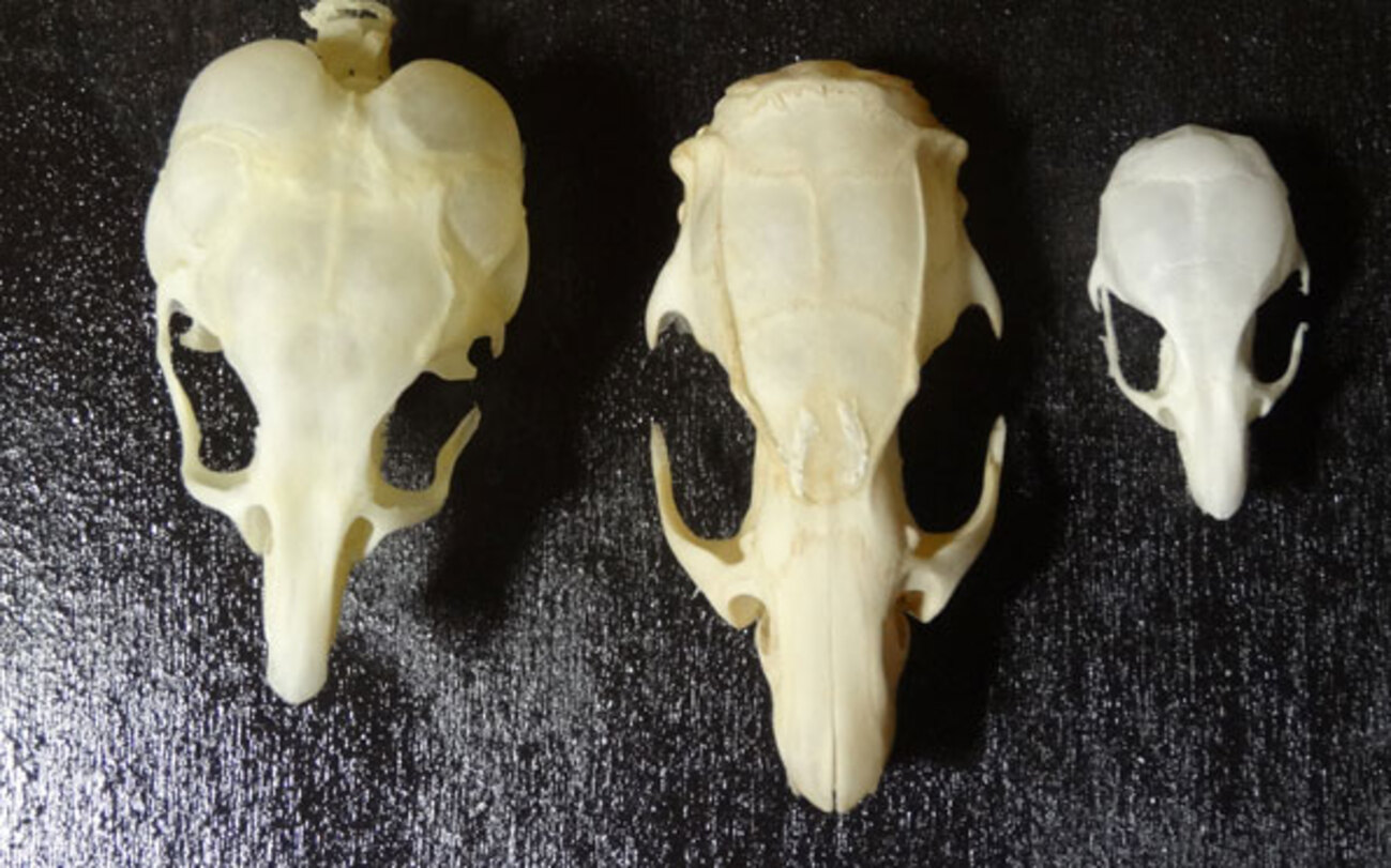 アカネズミの頭骨標本[32202000257]の写真・イラスト素材｜アマナ