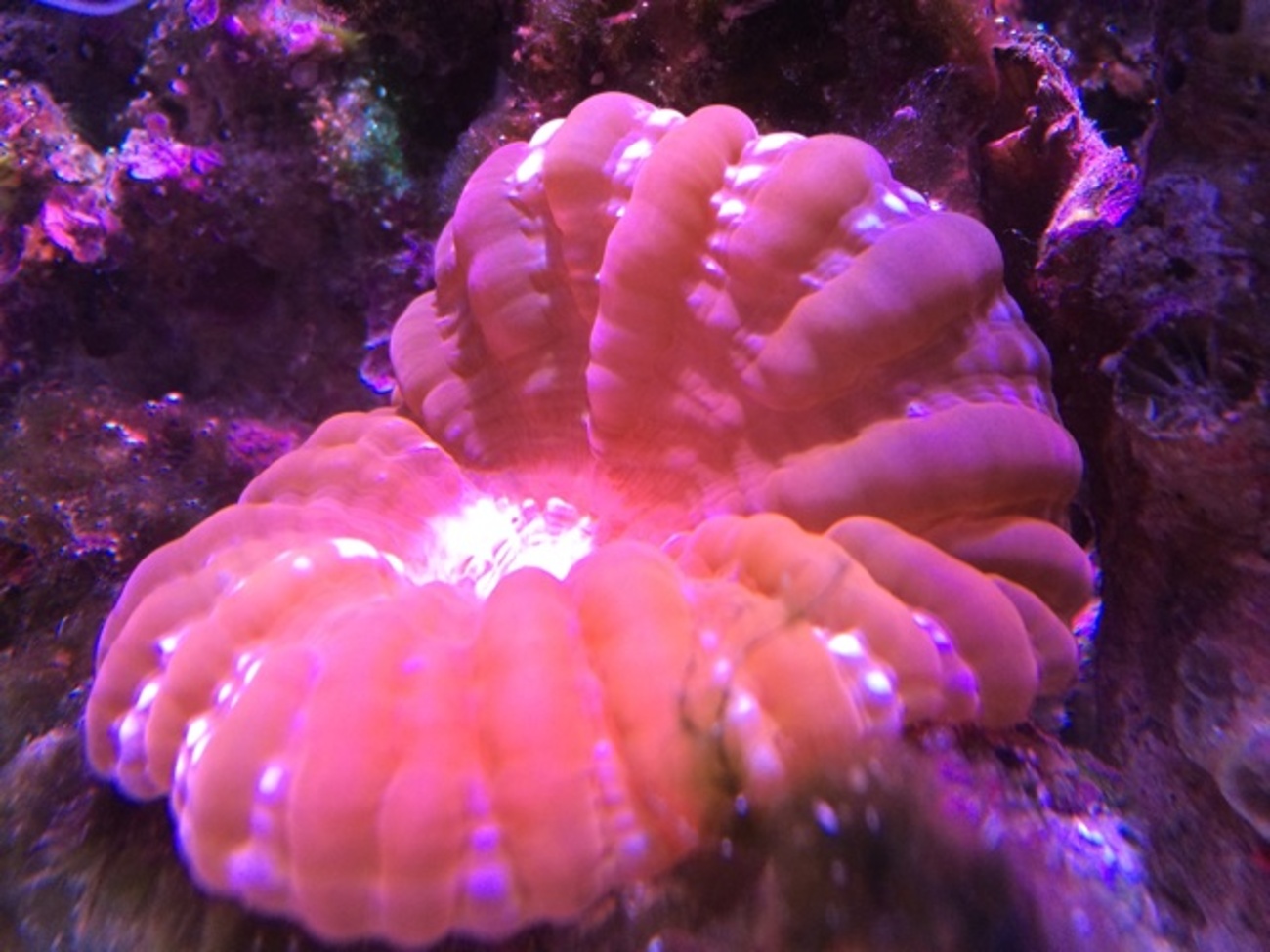海水アクアリウム 小型水槽で飼育するコハナガタサンゴの照明と 海水アクアリウム 小型水槽で飼育するコハナガタサンゴの照明と