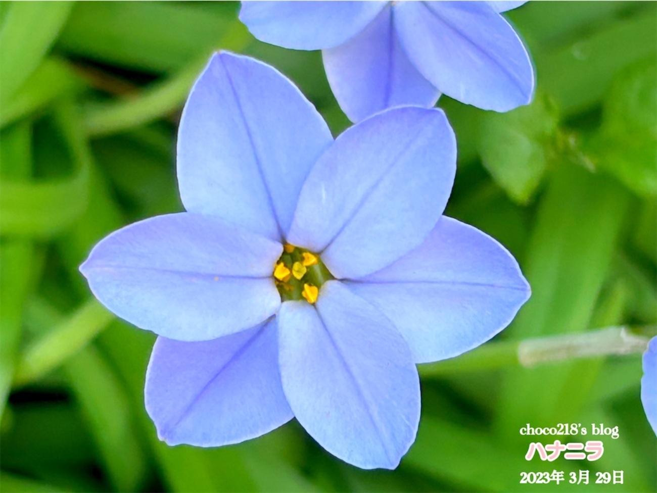 ハナニラの花 - choco218's blog