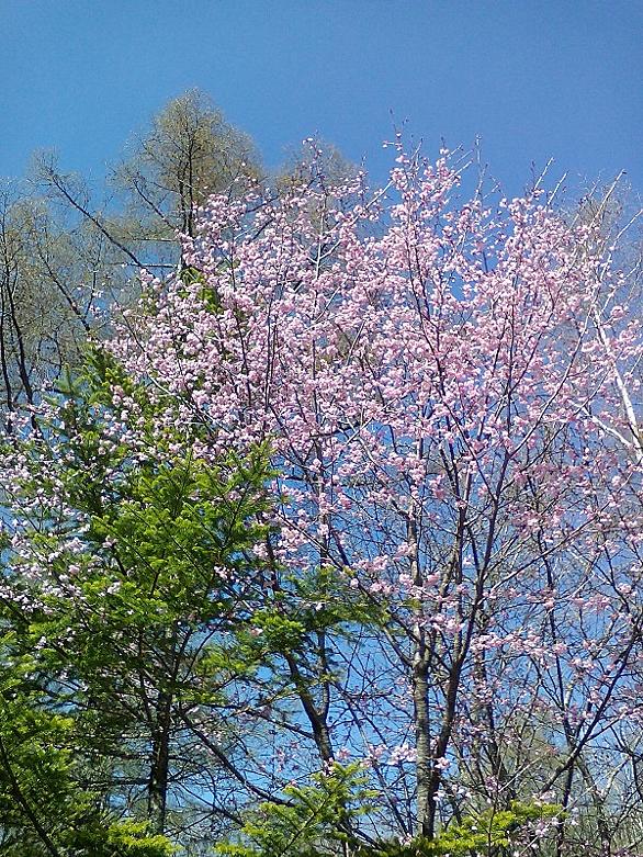 花冷えとは 一般の人気 最新記事を集めました はてな 花冷えとは 一般の人気 最新記事を集めました はてな