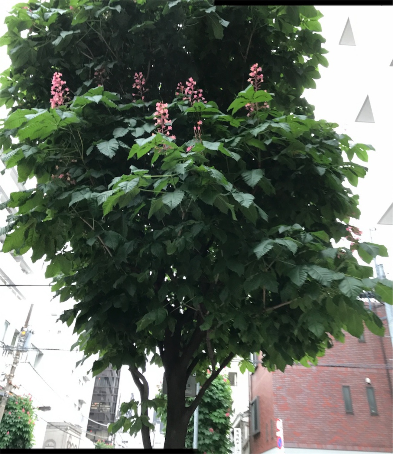 #マロニエの花です。 - 浅草散歩道