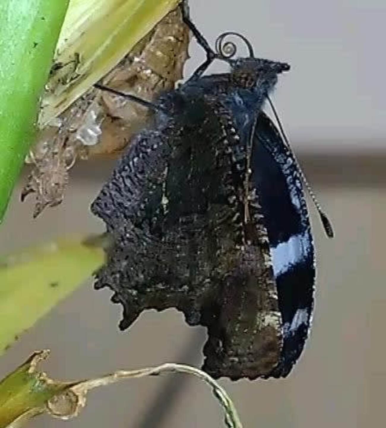 残り2匹のルリタテハが羽化【蛹の変化も載せます】 - YUの昆虫観察