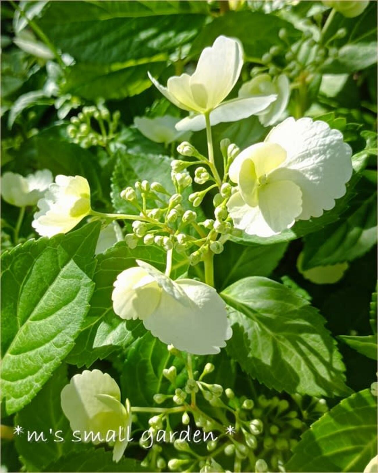 JFlowers (ジェイフラワー)　プレイキュー　ラジアル JFlowers (ジェイフラワー) プレイキュー ラジアル J Flowers（ジェイ