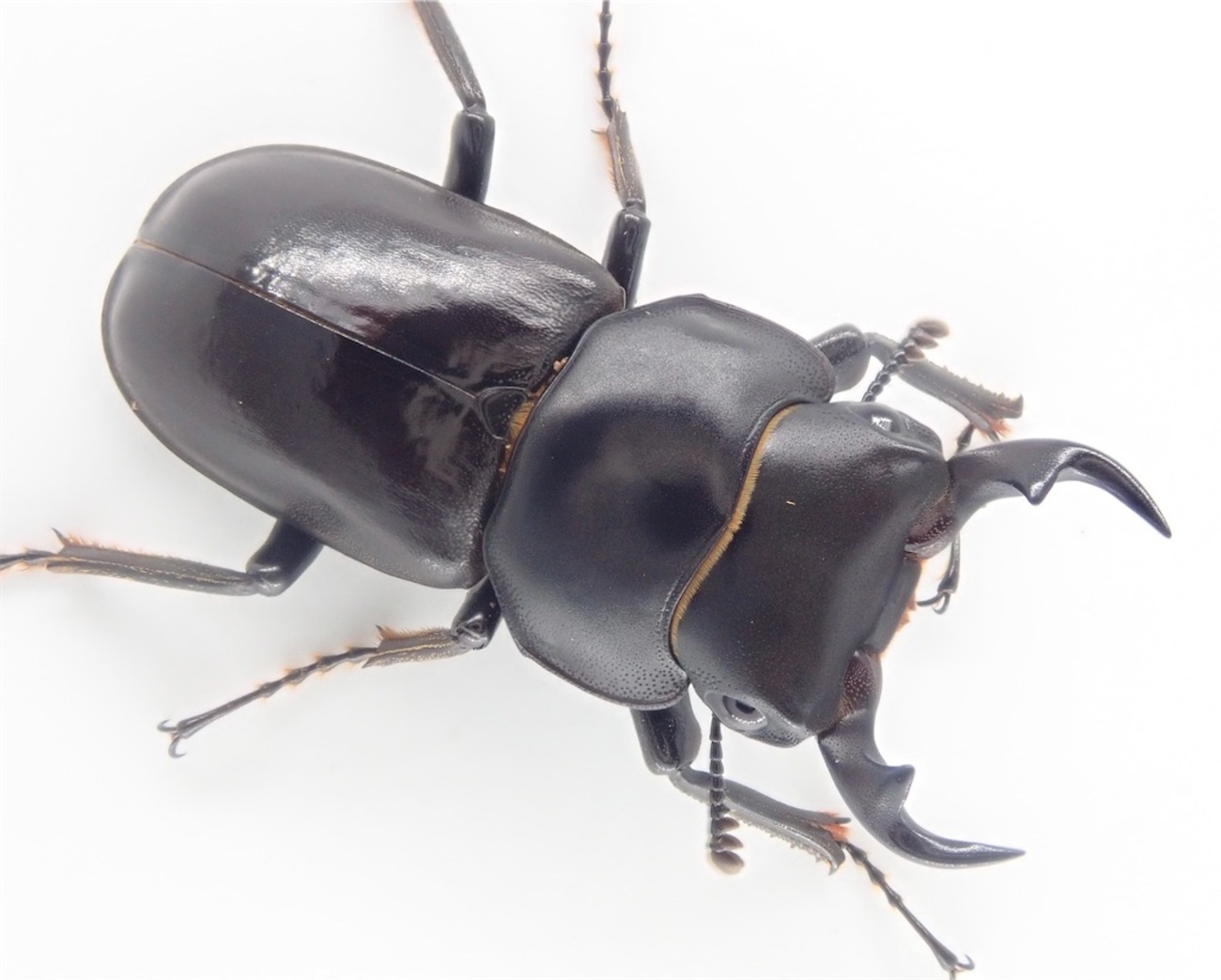 backend=imagemagick;version=1;