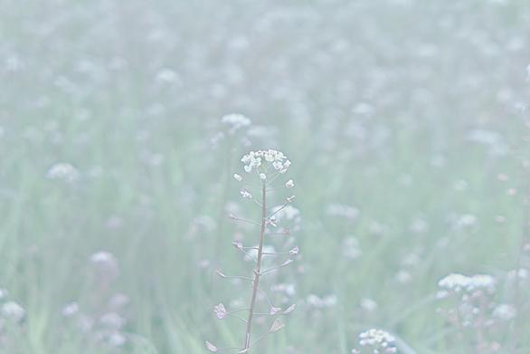 ナズナとは 動植物の人気 最新記事を集めました はてな