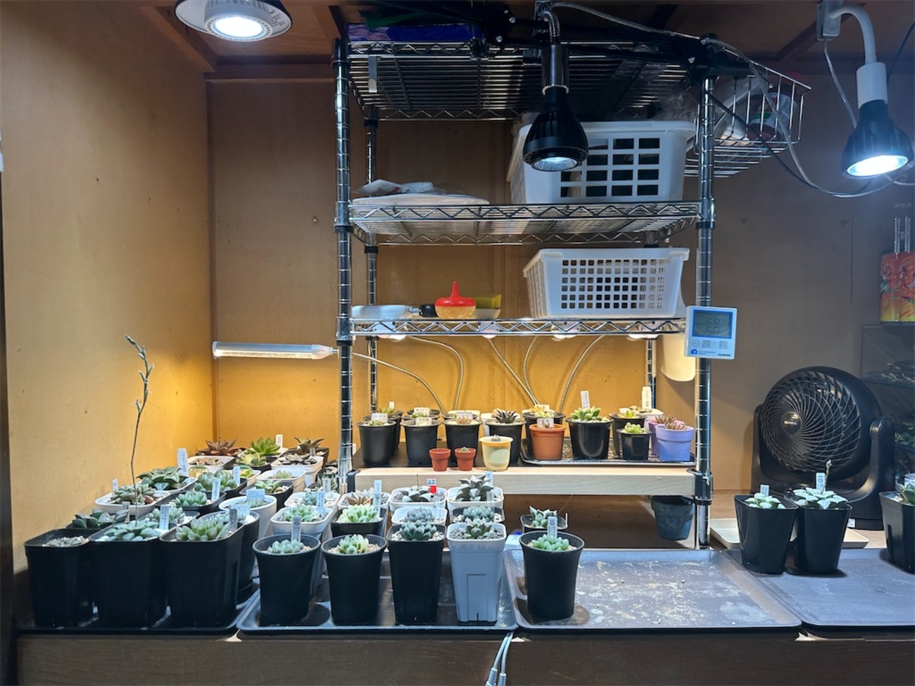 植物育成ライトについて - wanderer