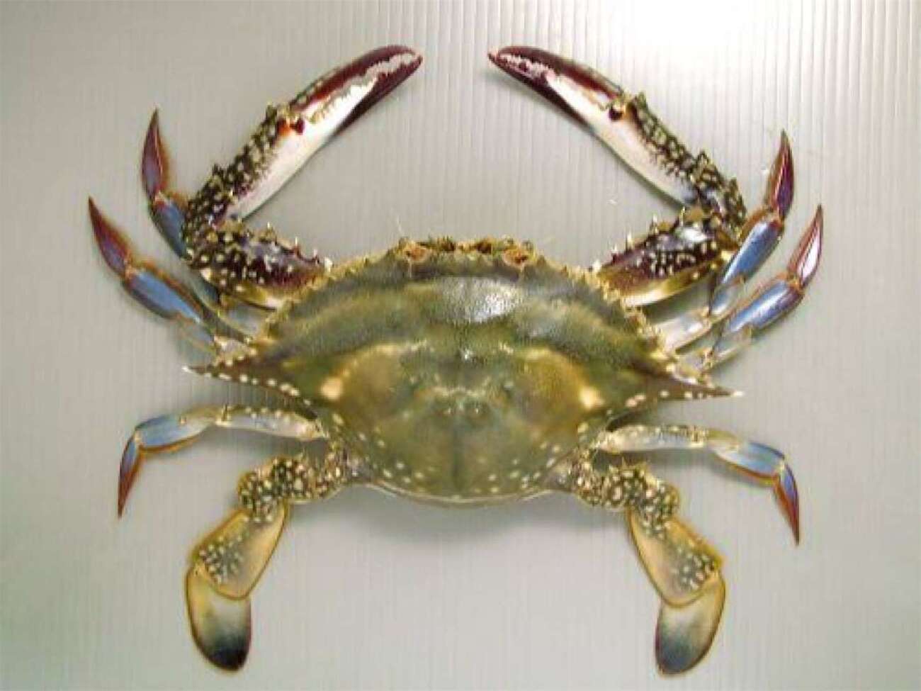 カニ網釣り最強の餌は一つじゃない！渡り蟹はこんな餌も大好き 