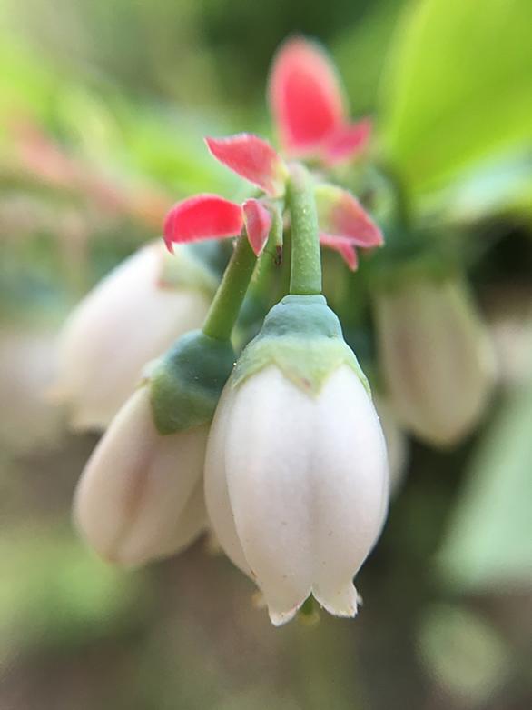 オオデマリとは 動植物の人気 最新記事を集めました はてな オオデマリとは 動植物の人気 最新記事を集めました はてな