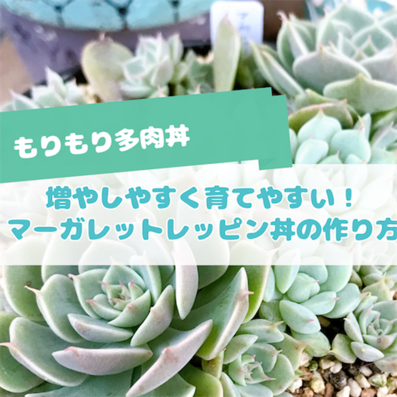 たにログ317 マーガレットレッピンは魅力的な普及種！育てやすく 