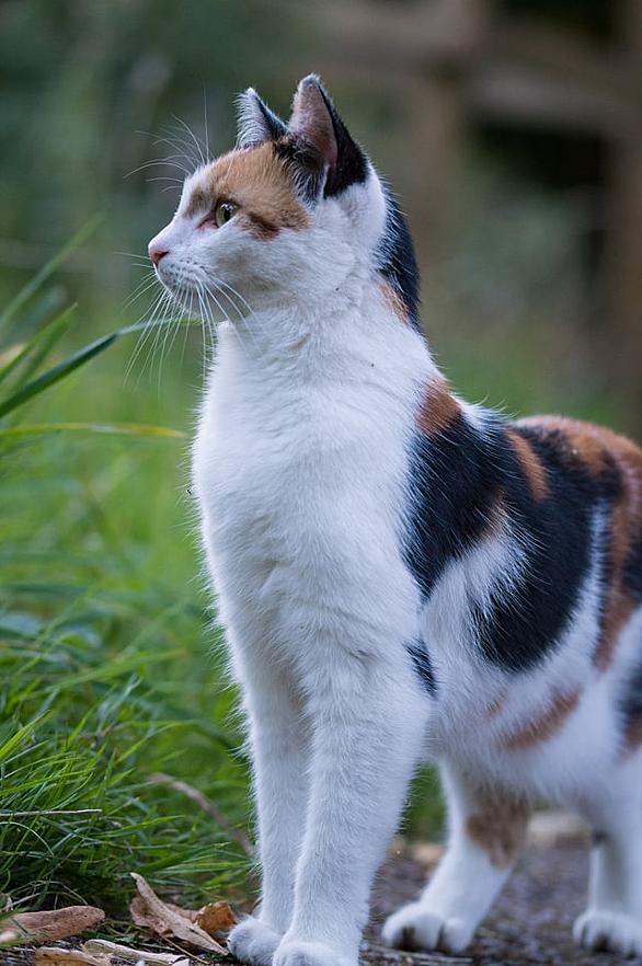 三毛猫ホームズの推理とは 読書の人気 最新記事を集めました はてな