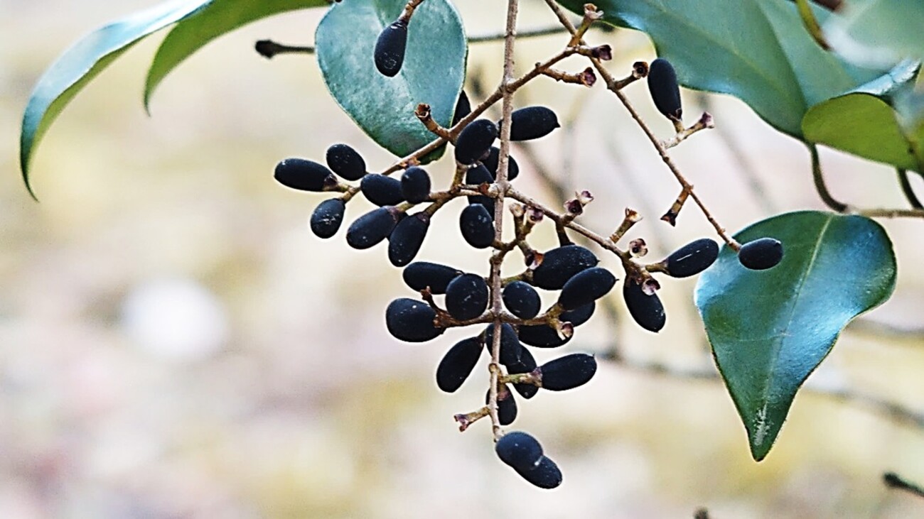 季節のたより185 ネズミモチ - mkbkc's diary