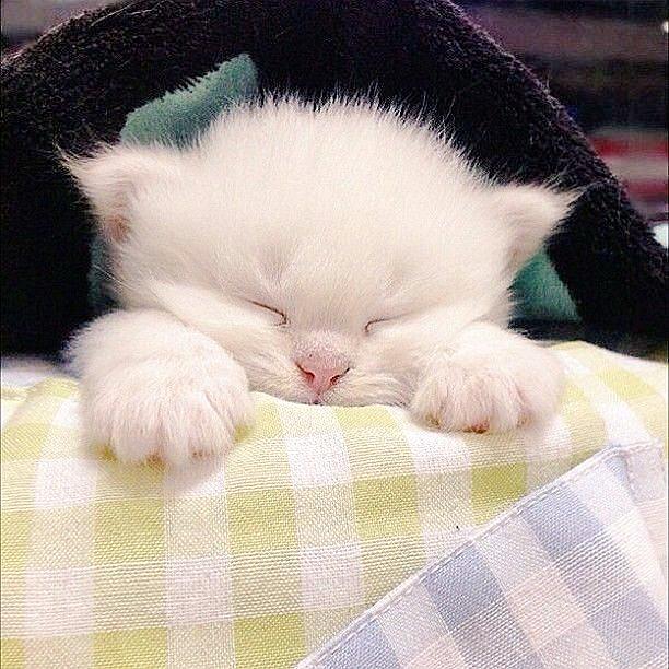 好きな人 カテゴリーの記事一覧 東洋医学の研究と音楽による癒し