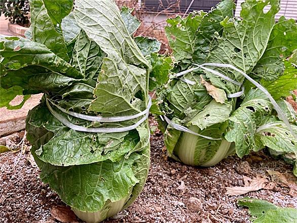 とう立ちとは 動植物の人気 最新記事を集めました はてな