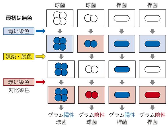 グラム 染色 方法