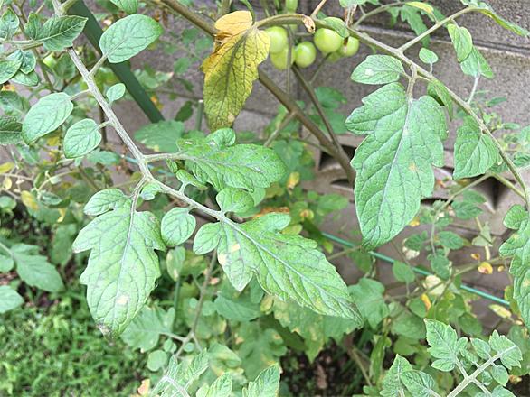 うどん粉病とは 動植物の人気 最新記事を集めました はてな