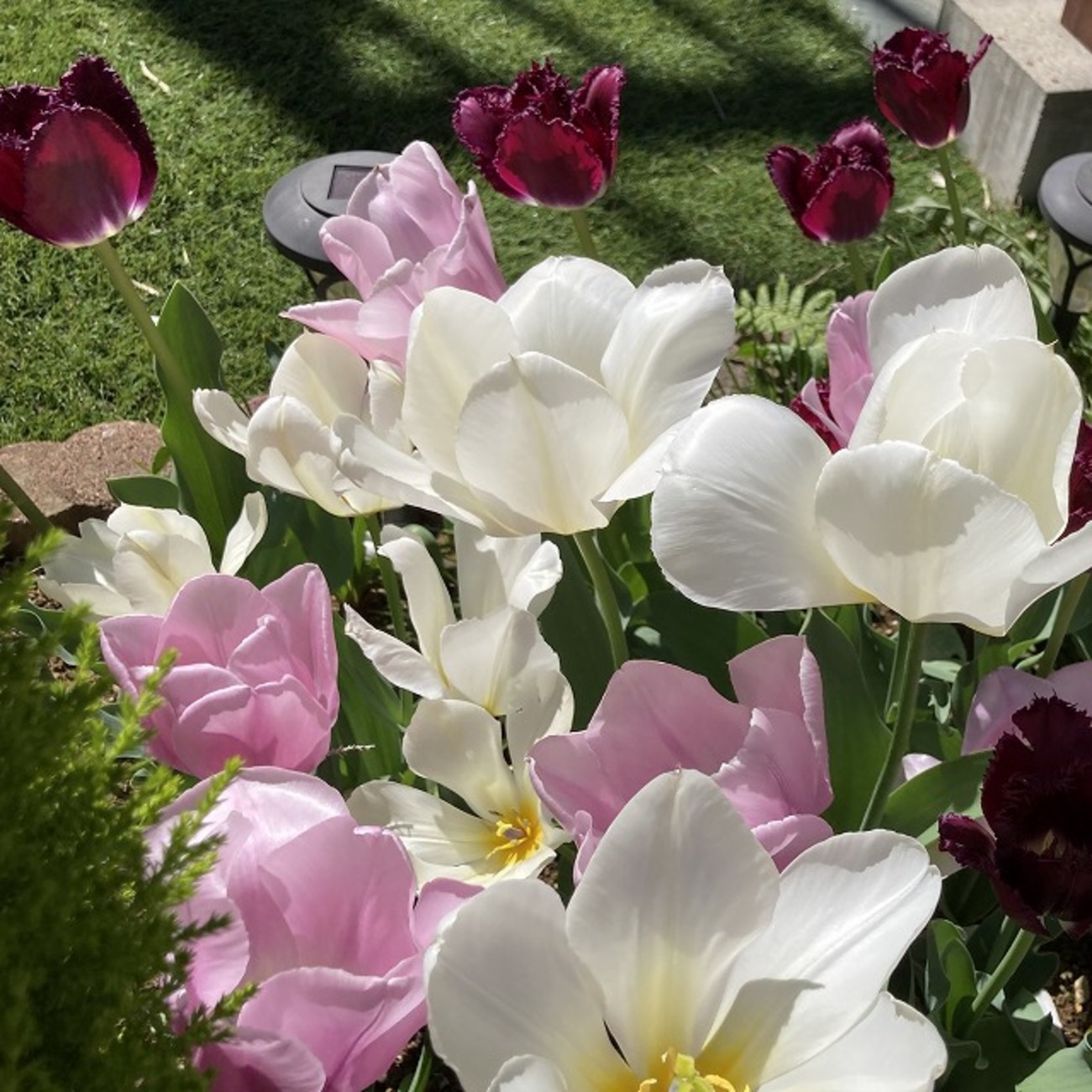 週末 30日間連続開花チューリップ20球 チューリップ 球根 つぎつぎ咲く